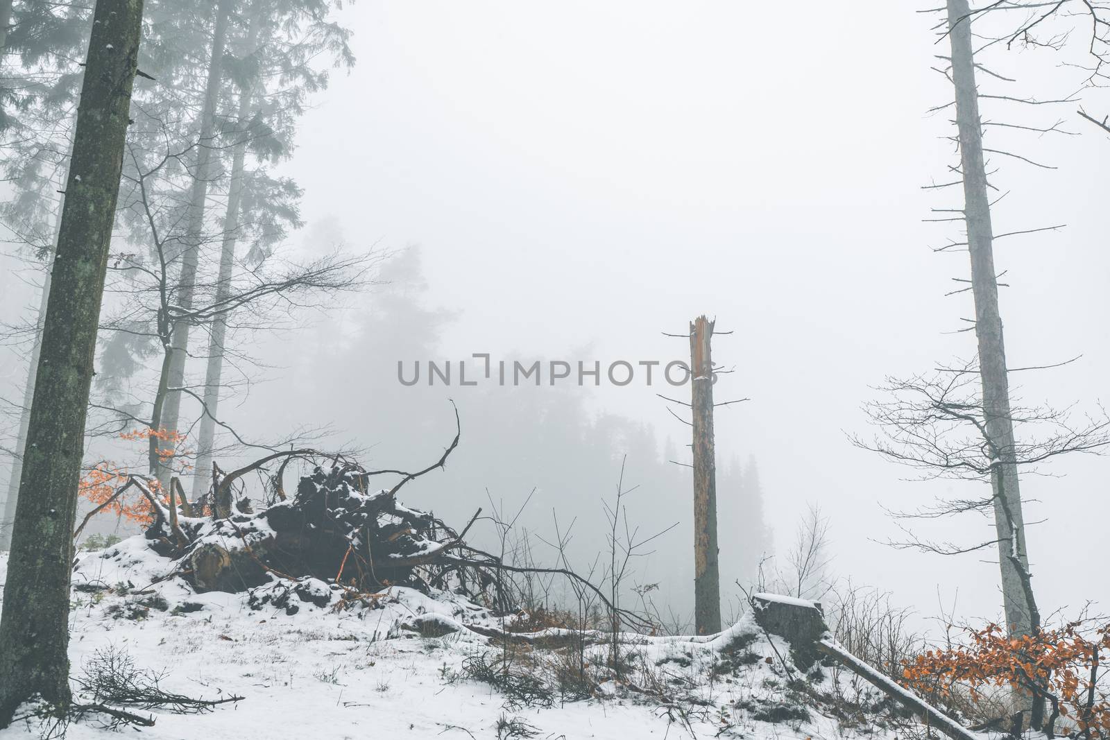 Misty weather in a forest at wintertime on a cold morning in Scandinavia