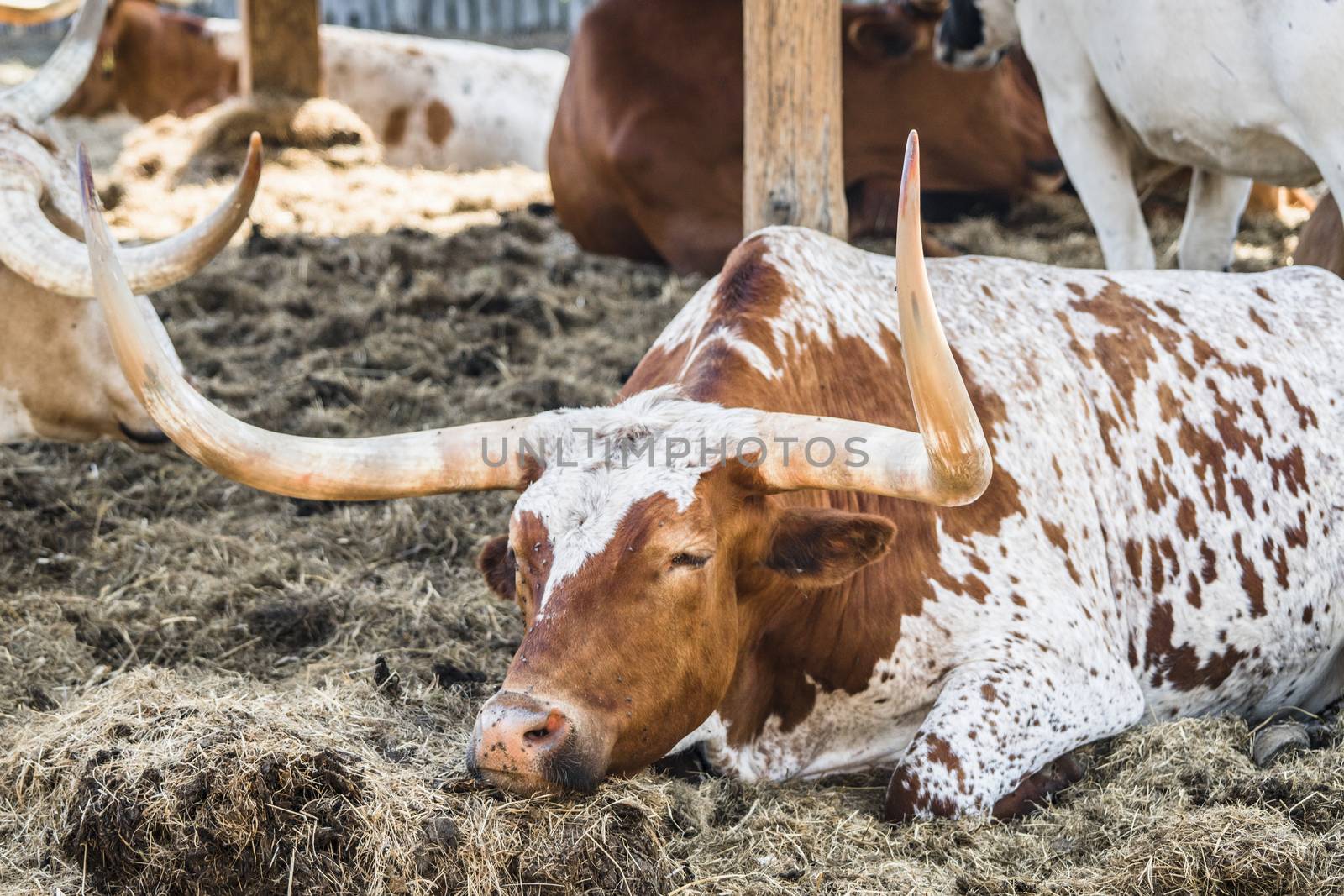 Longhorn bull relaxing in a barnyard in the hot summer sun in a rural environment