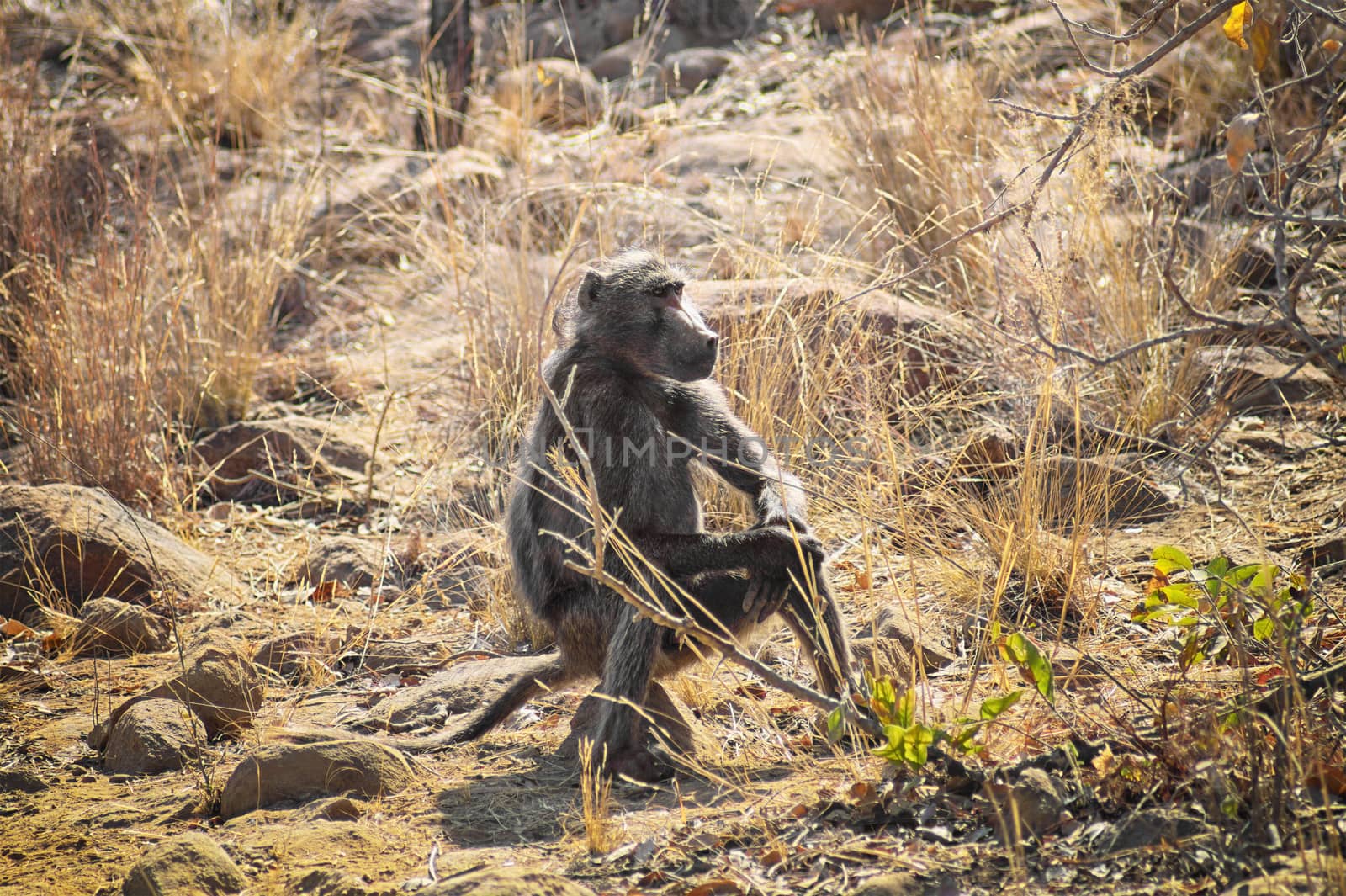 Baboon sitting on a rock on the savannah by Sportactive