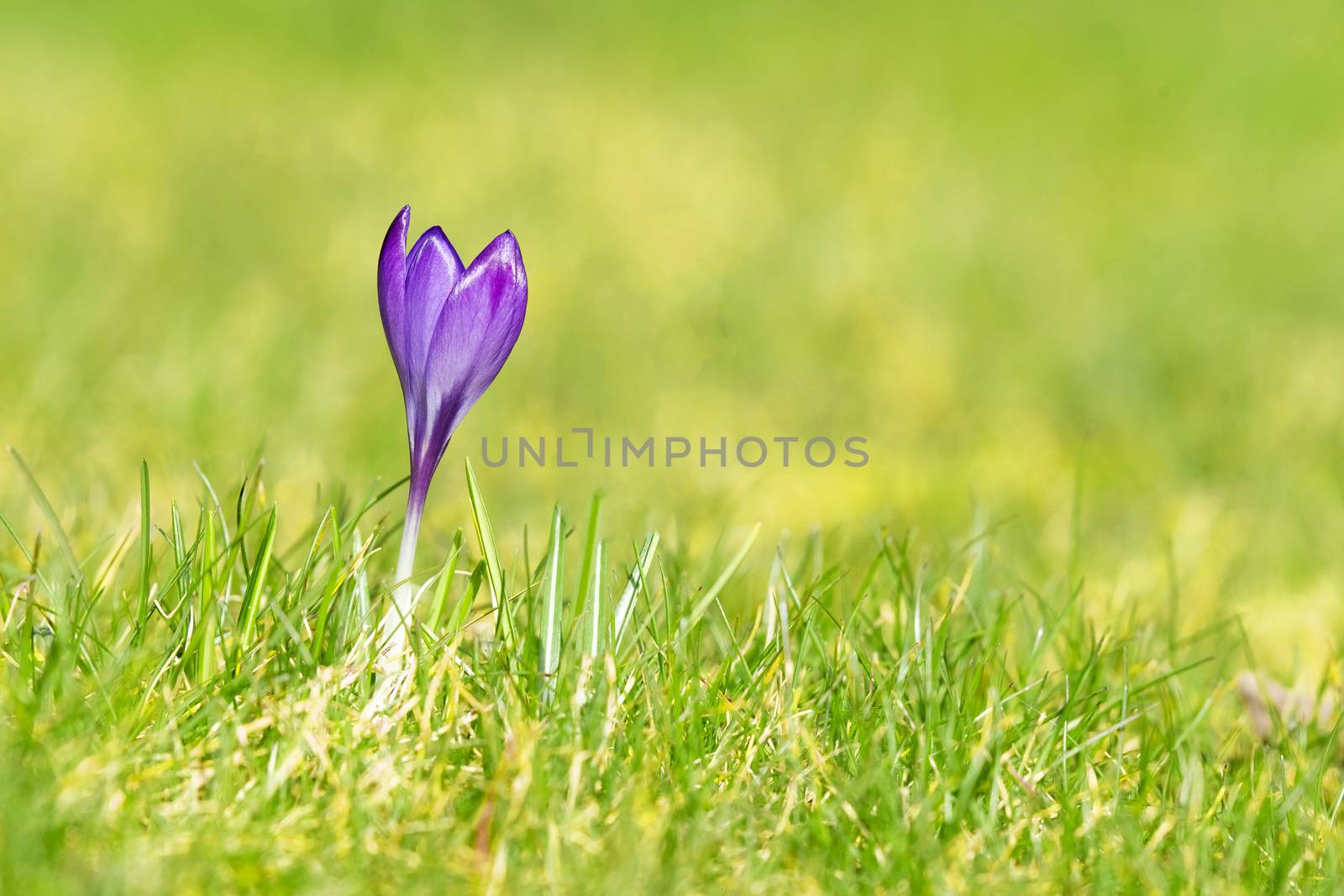 Purple crocus flower on a green lawn in the spring blooming on a sunny day