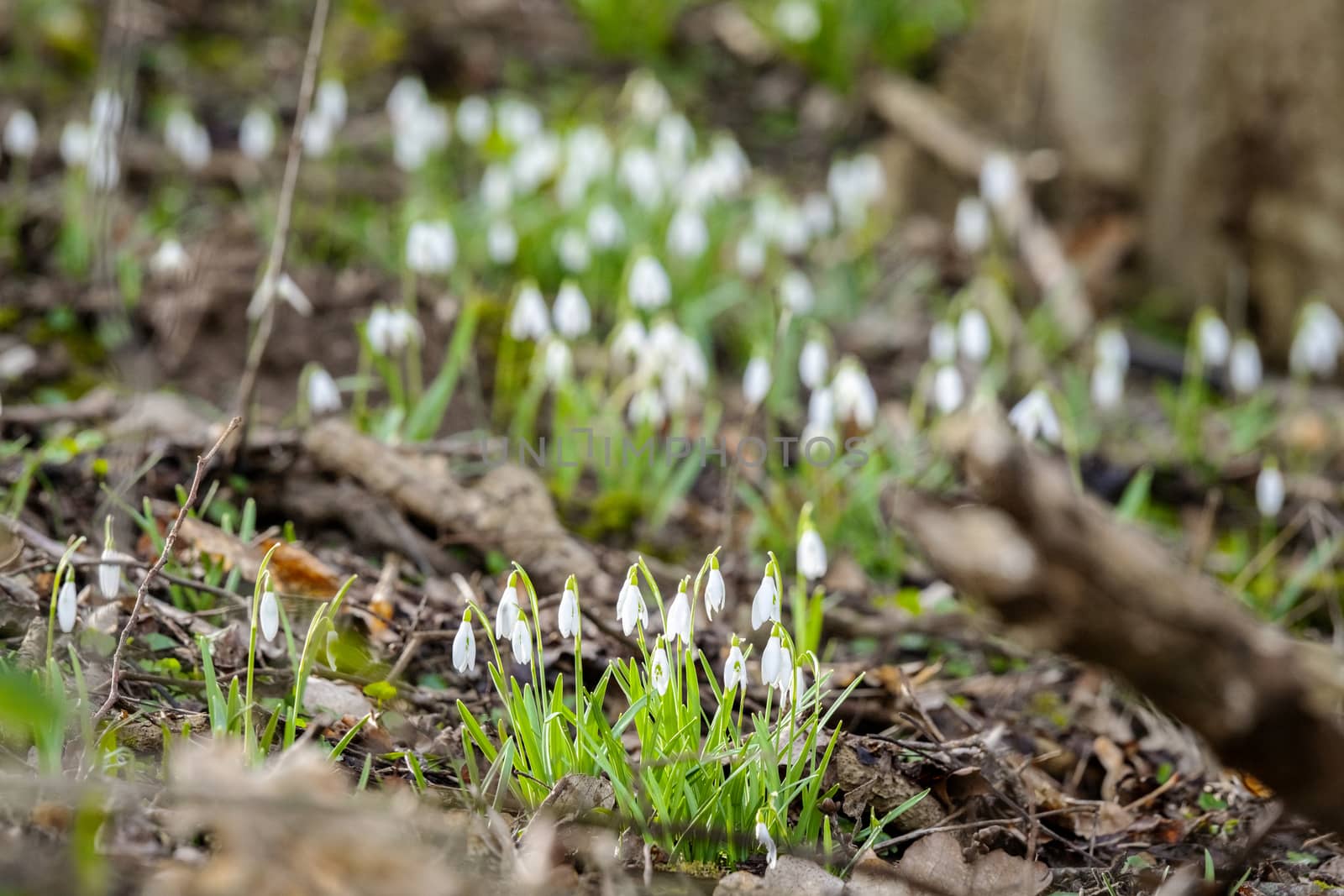 Snowdrop flowers growing in a forest by Sportactive