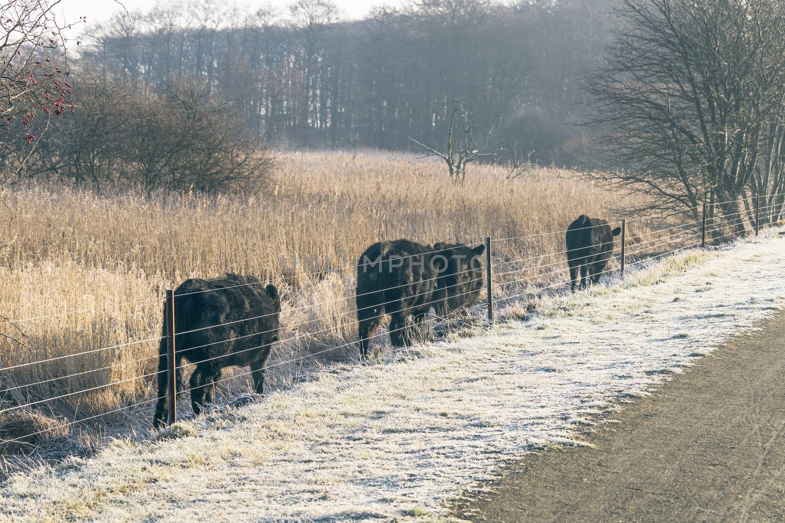 Cattle walking along a fence on a frosty morning in the winter