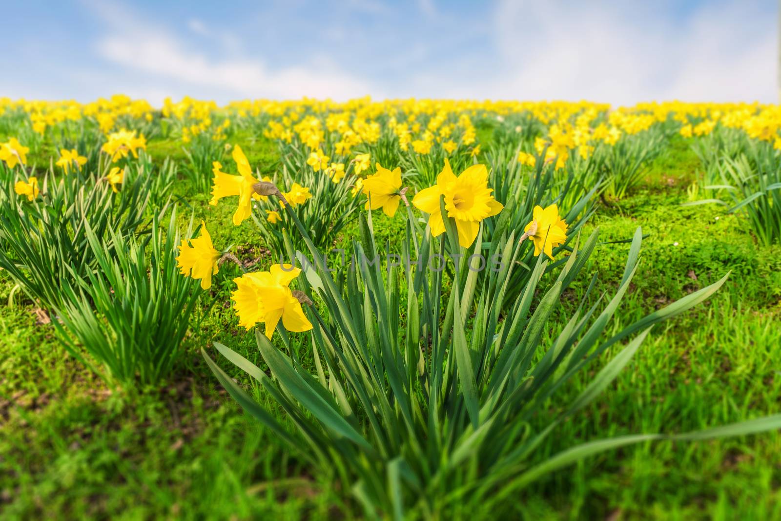 Yellow daffodils in a park at springtime with a large number of flowers