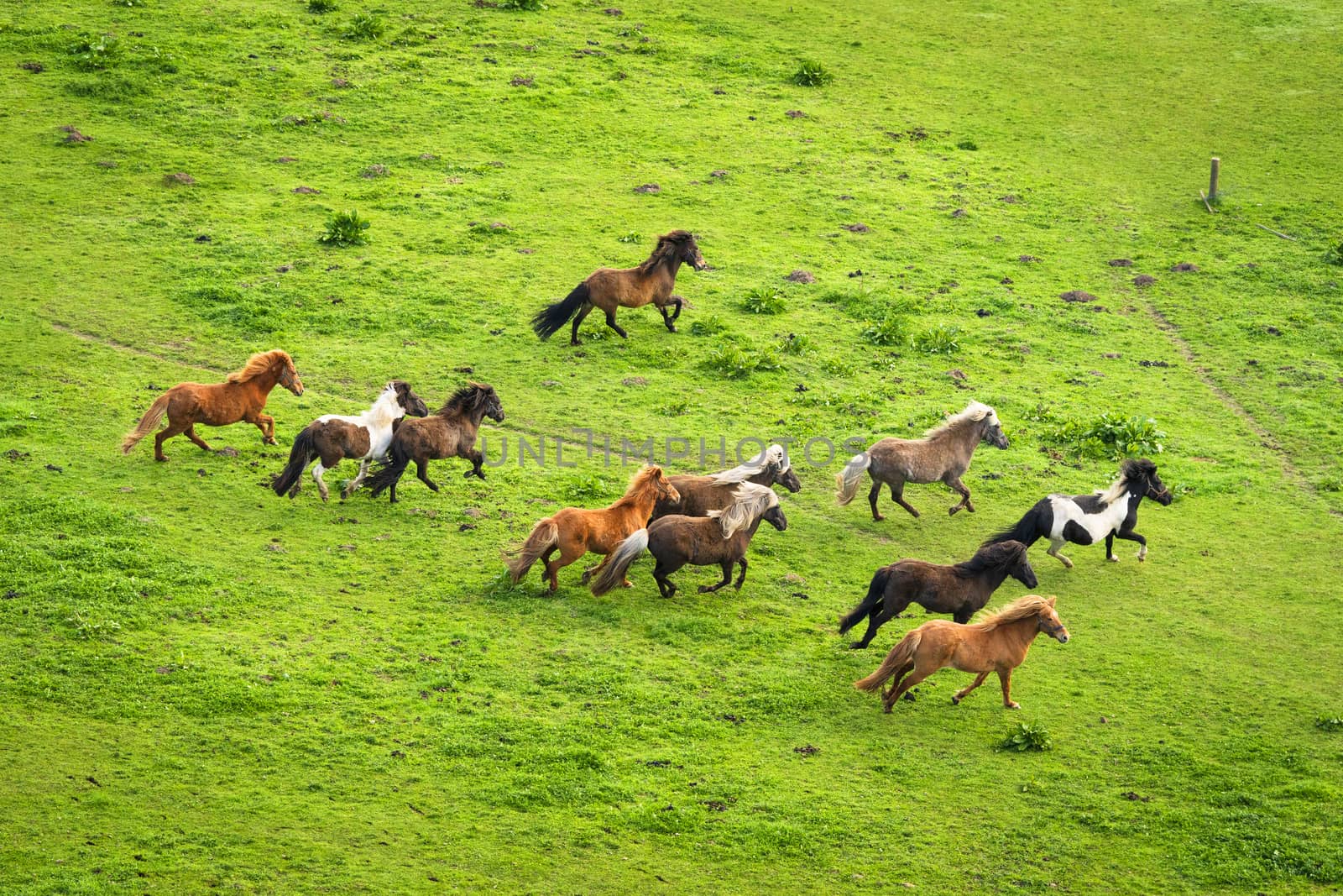 Herd of wild pony horses running on a rural meadow with green grass