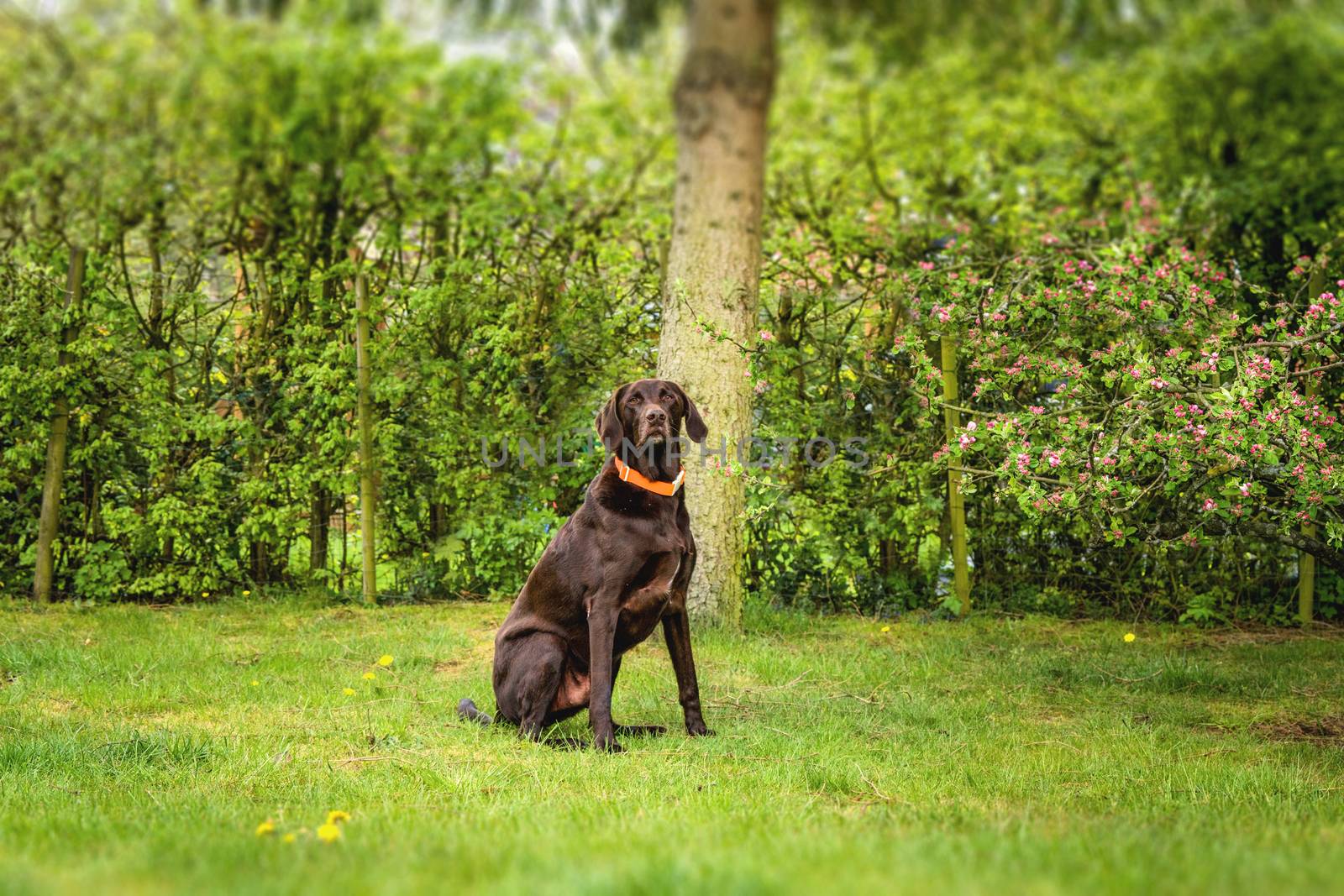 Brown labrador dog sitting on a lawn in a green garden in the springtime with an orange collar