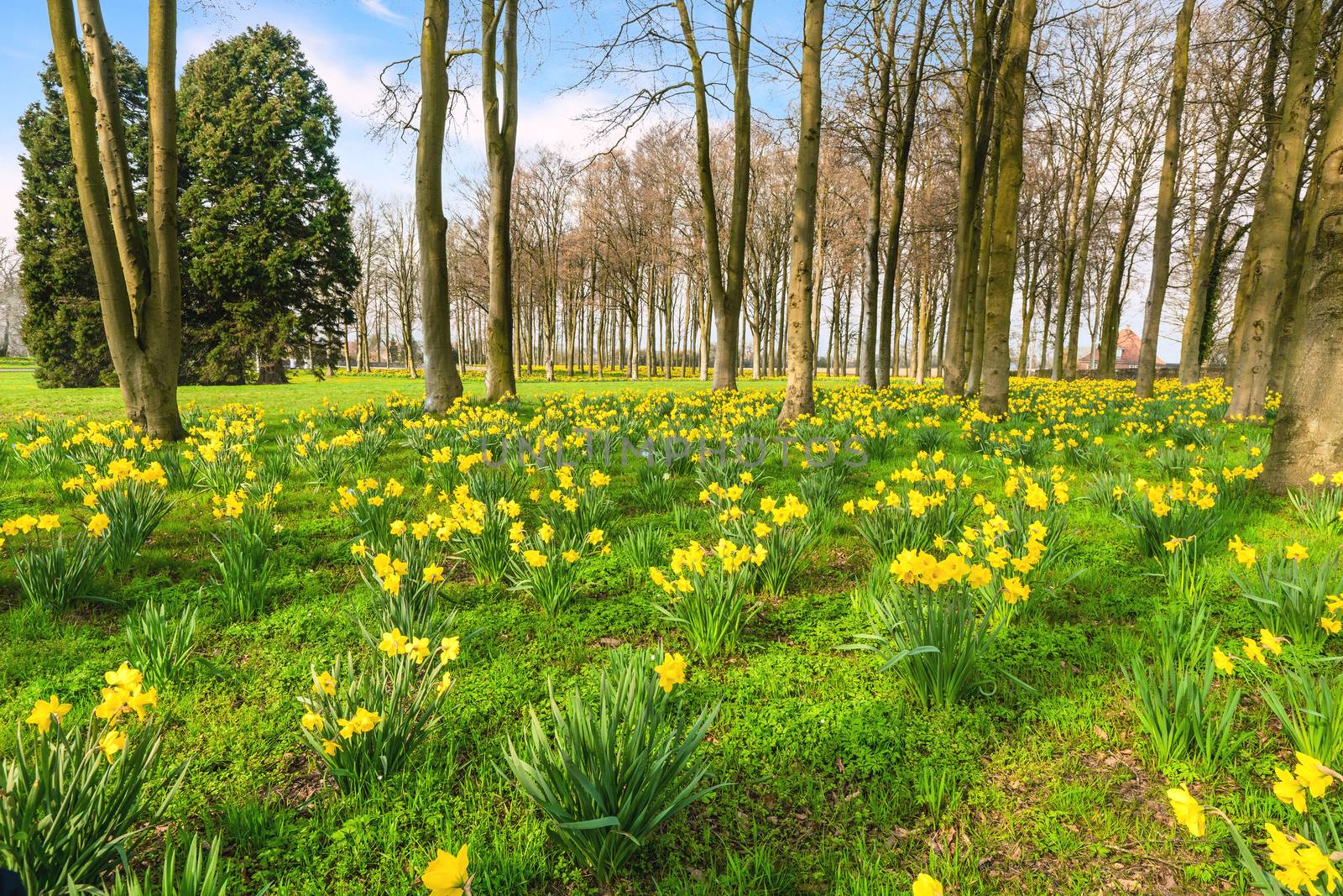 Park filled with yellow daffodils in the spring blooming in the early sun
