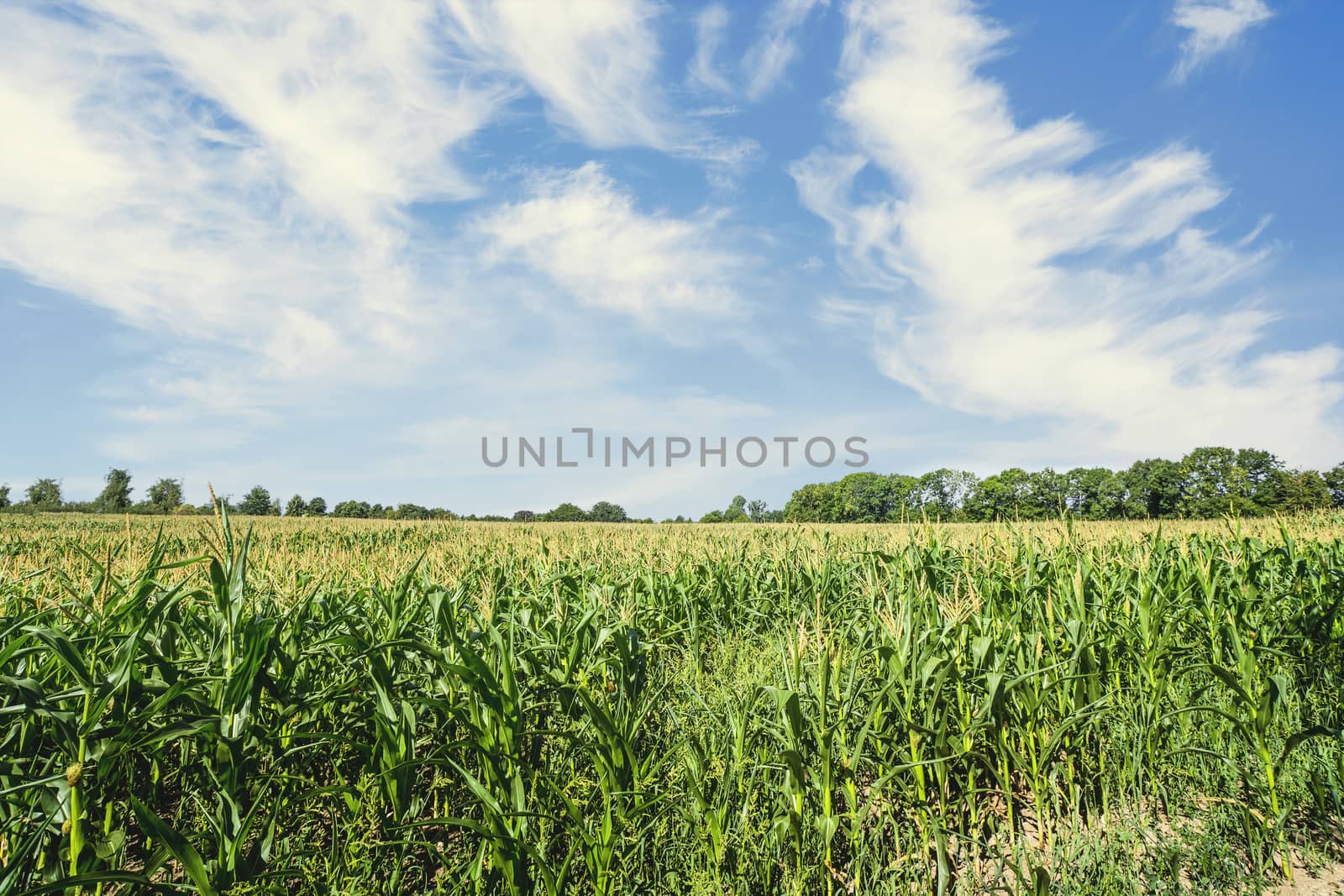 Corn field in the summer with fresh green maize by Sportactive