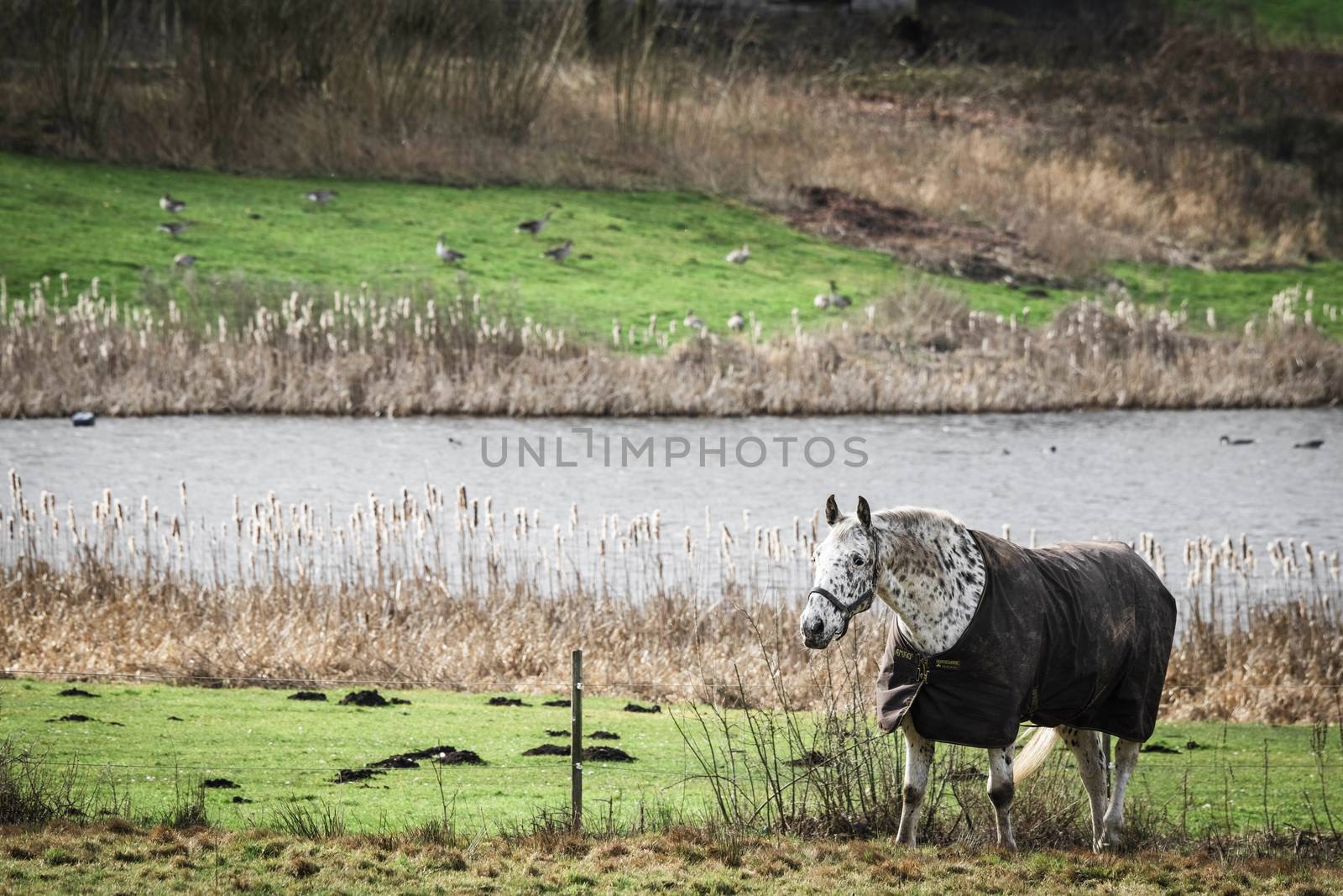 White horse in clothes walking close to a lake by Sportactive