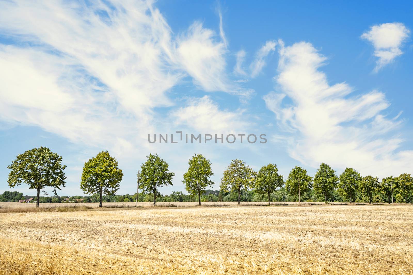 Green trees on a row in the summer on a dry field with golden grass