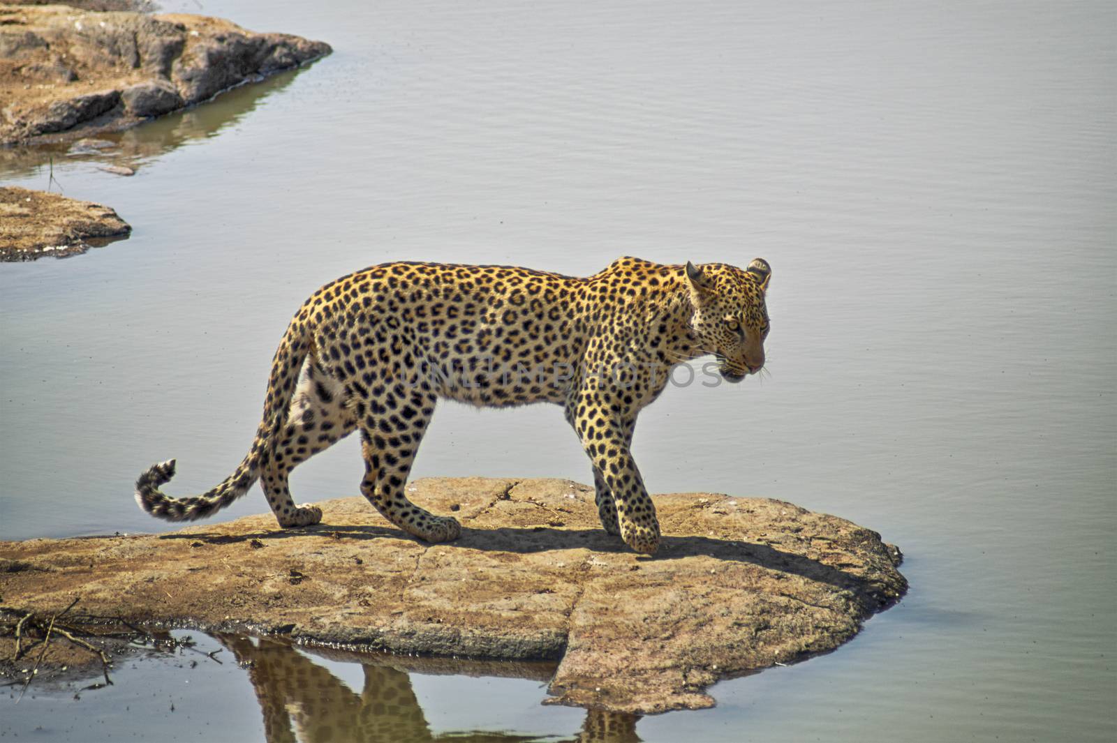 Leopard standing on a rock by a lake wating for a fish to appear