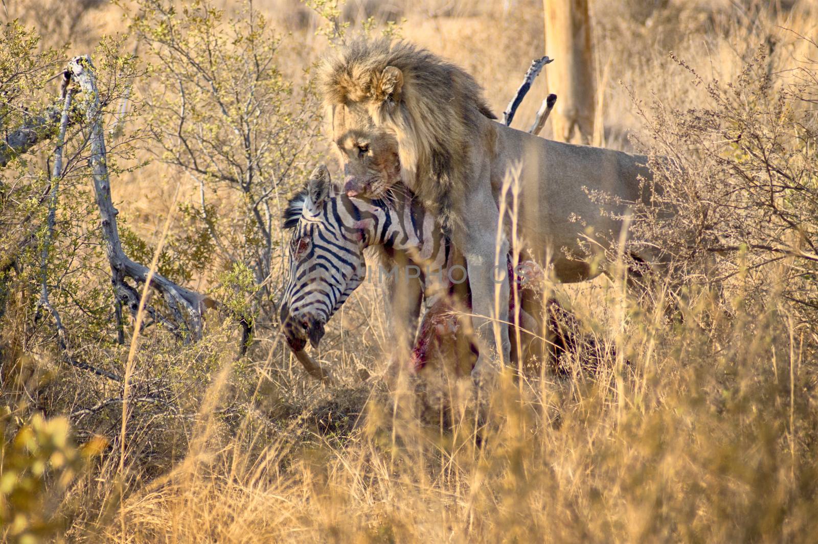 Male lion eating a zebra after hunt by Sportactive