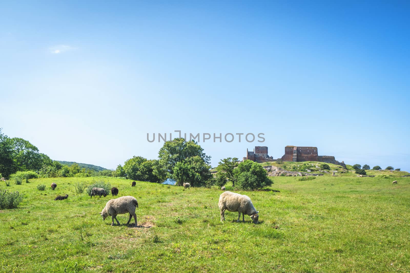 Sheep grazing on a green meadow in the summer with a ruined building in the background