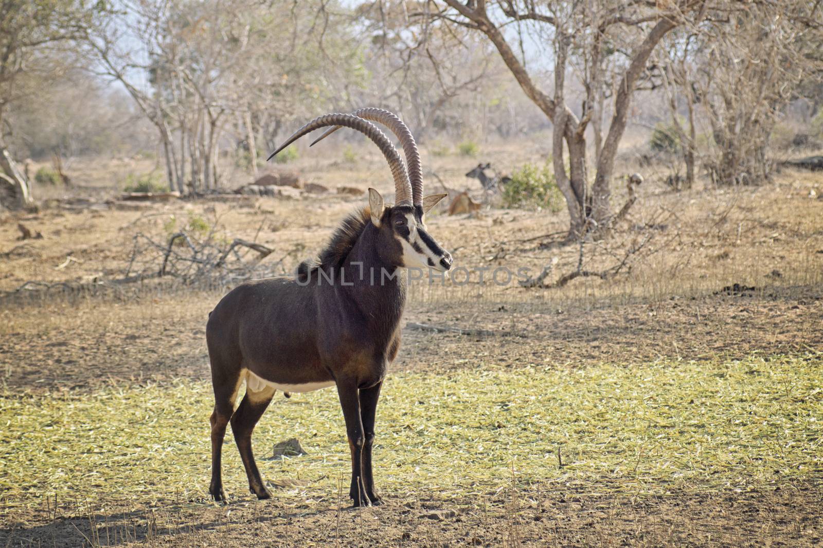 Young sable bull with large antlers on the savnnah by Sportactive