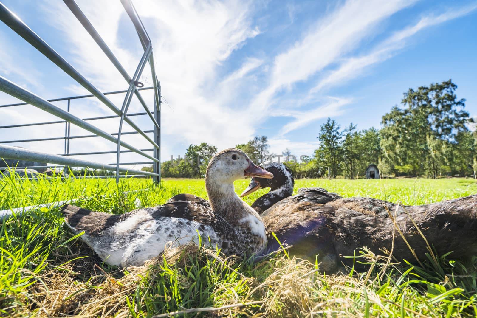 Ducks relaxing in the sun on green grass in the summer in an idyllic countryside