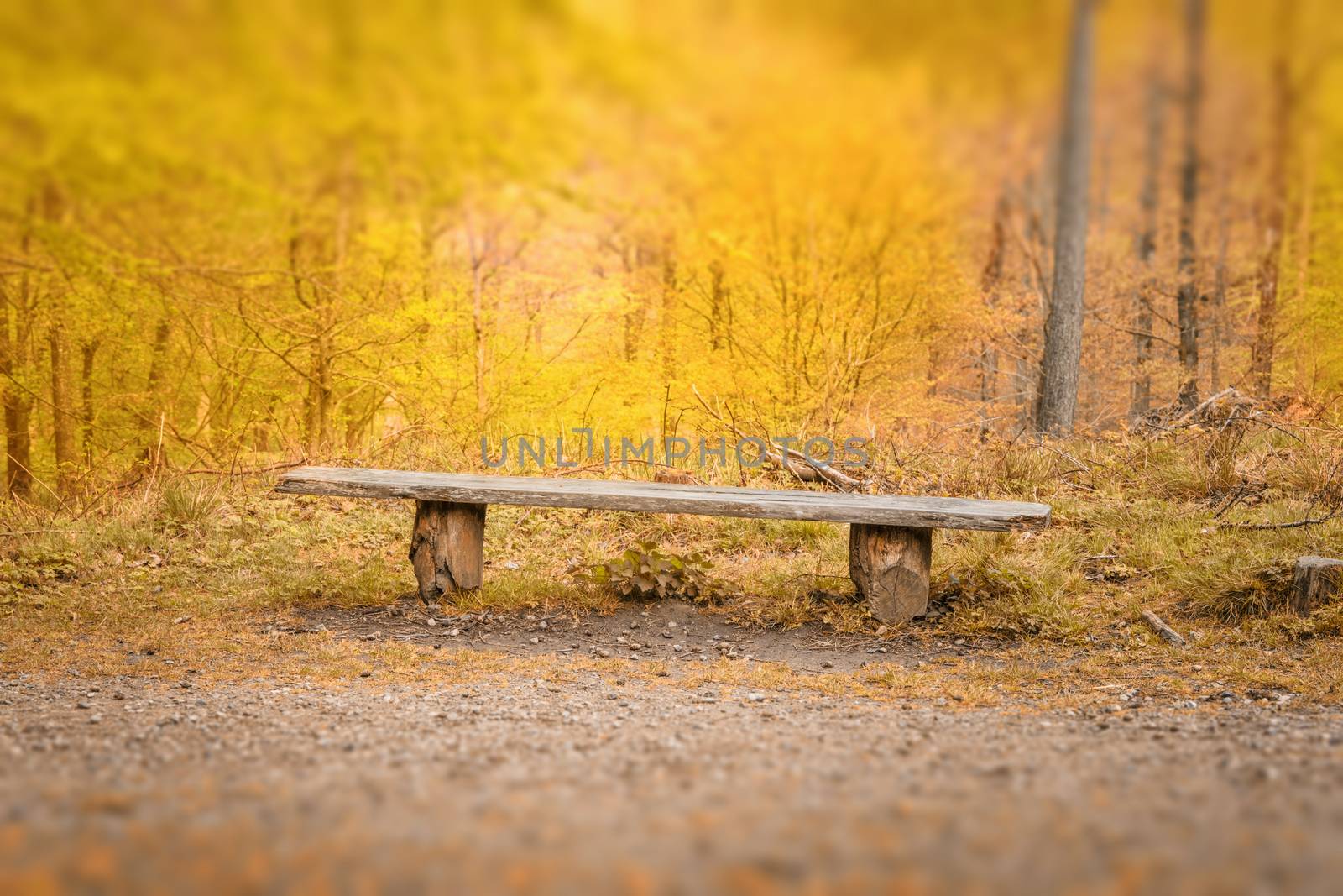 Old bench with a plank in a bright forest in yellow colors in the indian summer