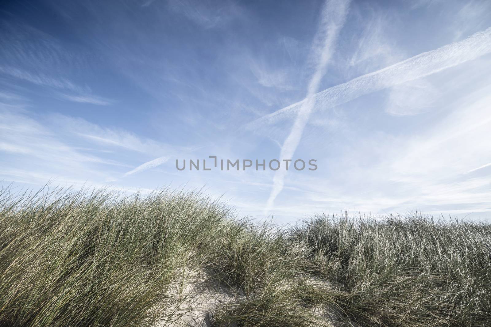 Lyme grass on a sand dune in the summer on a Scandinavian beach under a blue sky