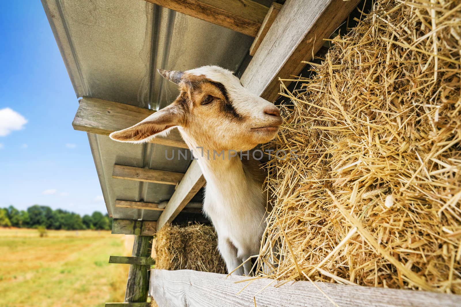 goat eating hay at a barn in a rural environment by Sportactive