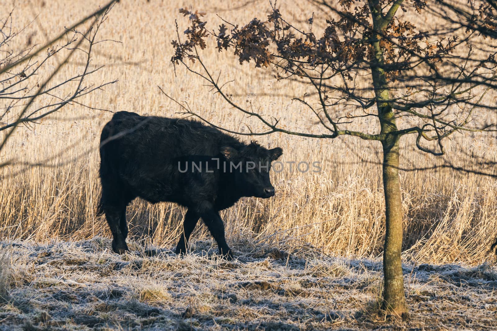 Black cow walking along a wheat field with frost by Sportactive