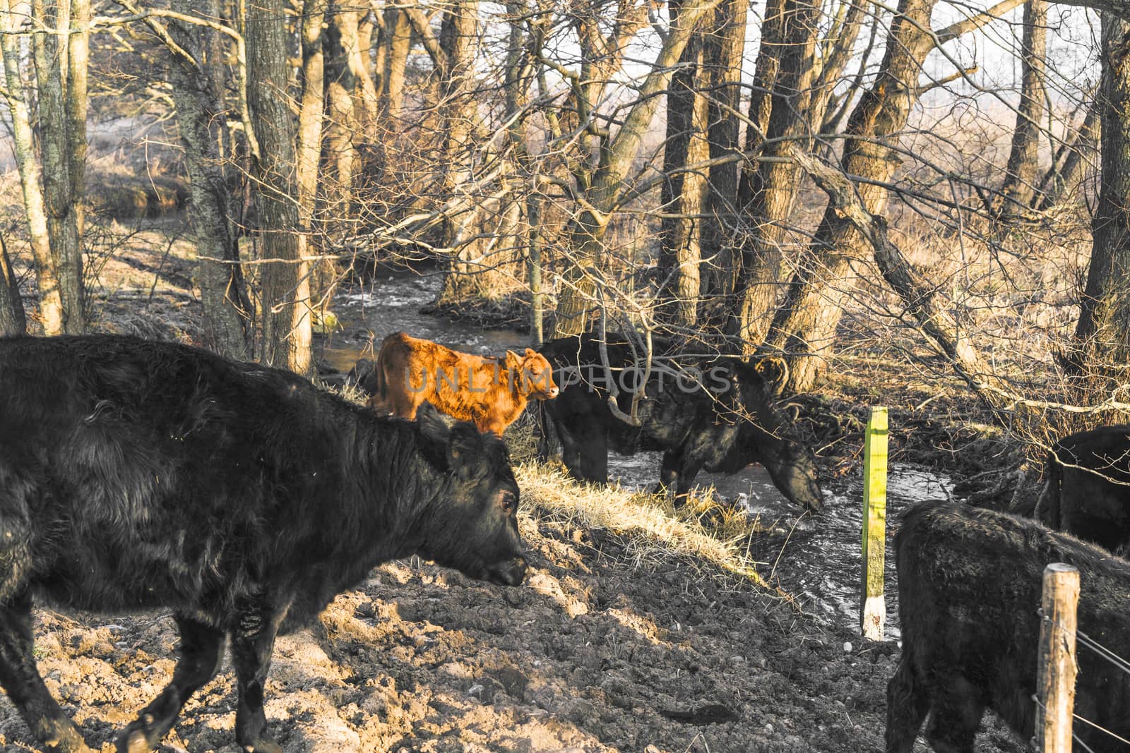 Cattle in a forest drinking of a small river in the fall on a bright day