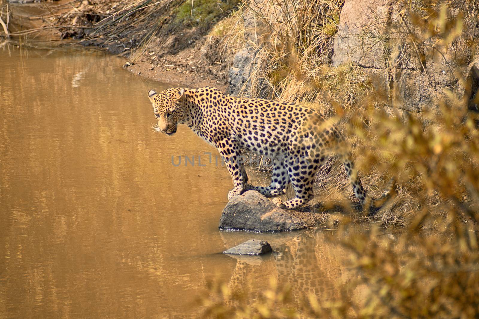 Leopard looking for fish in a waterhole by Sportactive