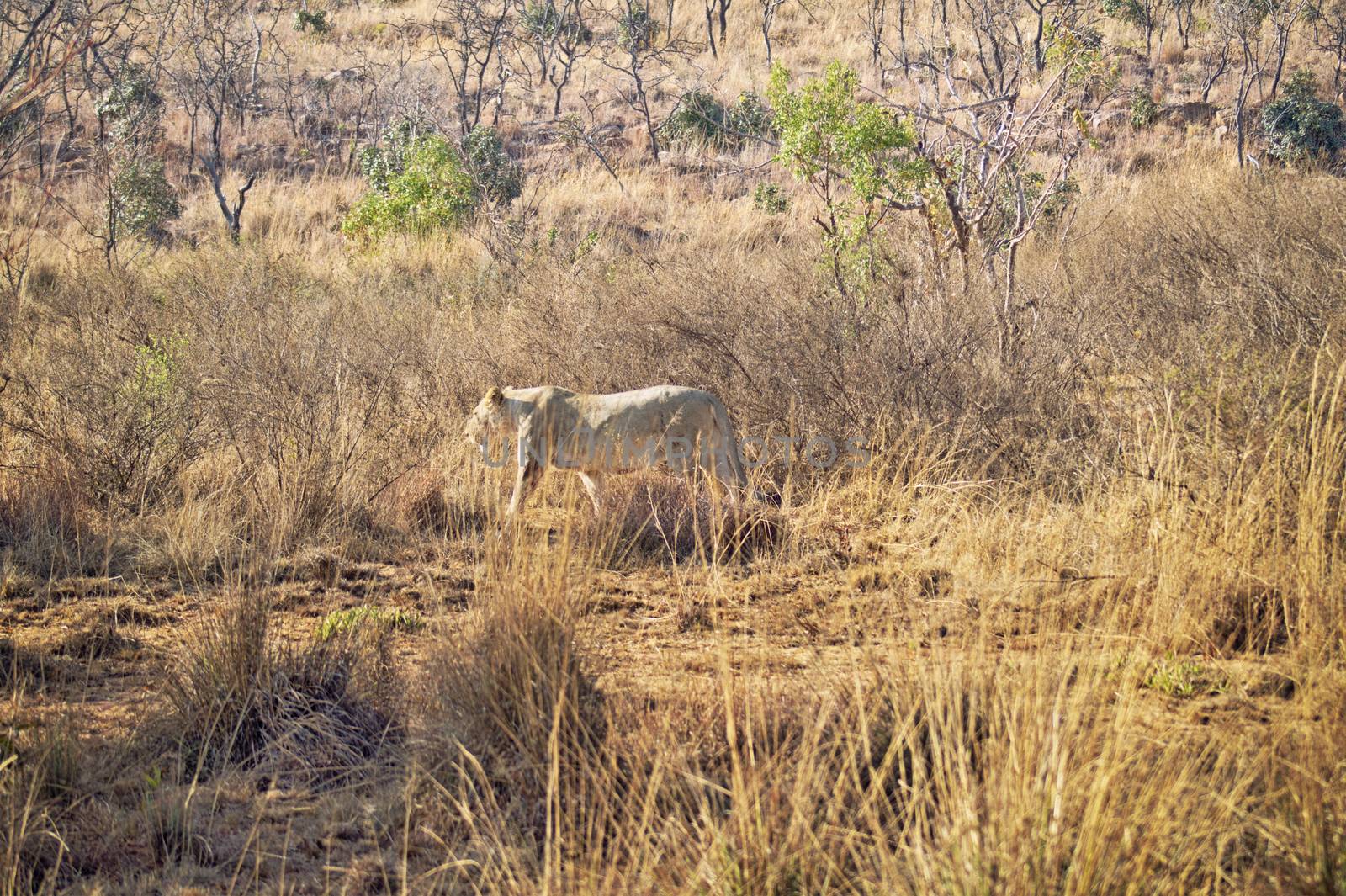 Female lion walking in the grass by Sportactive