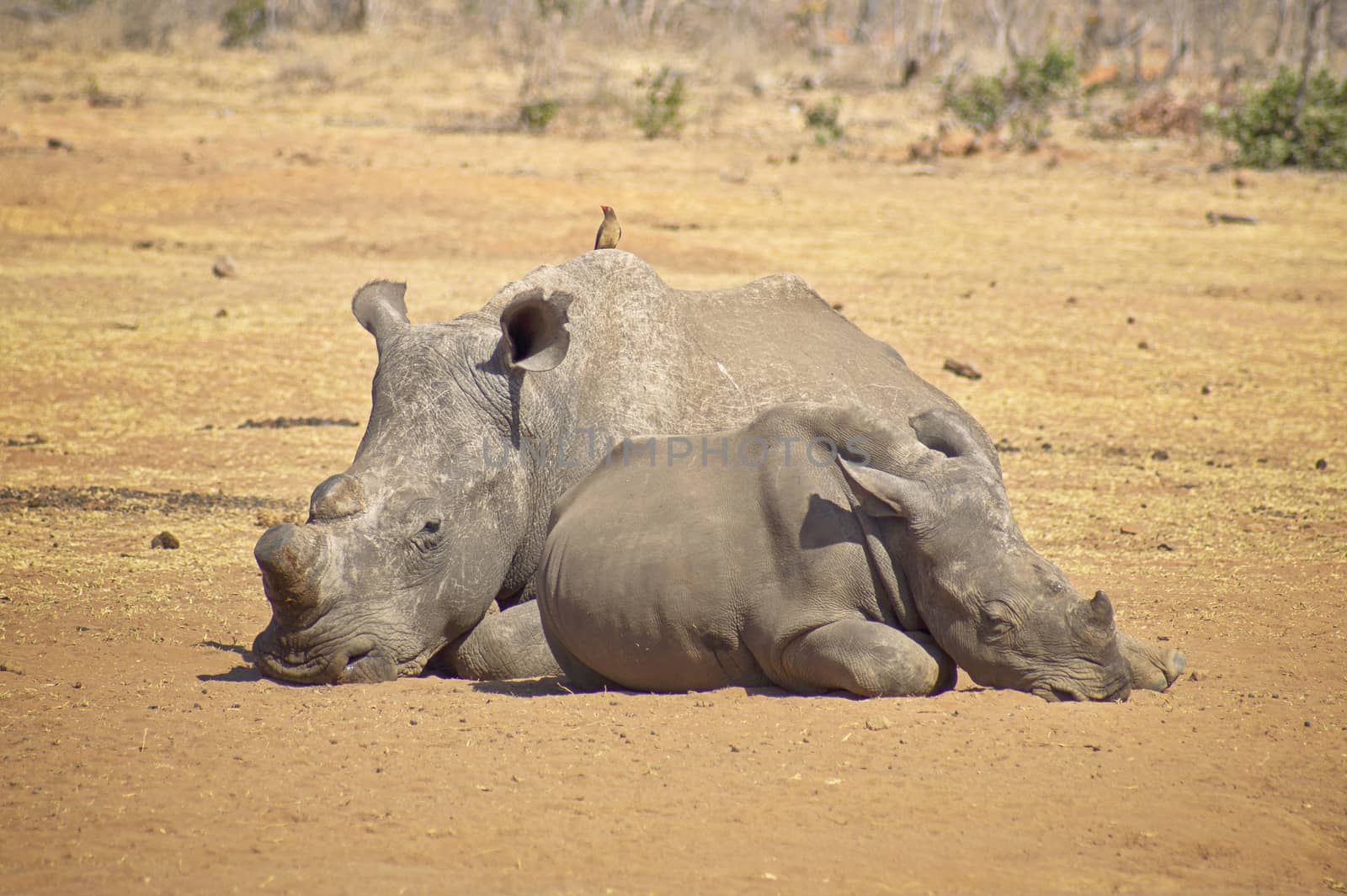 Rhino missing a horn relaxing on the savannah by Sportactive