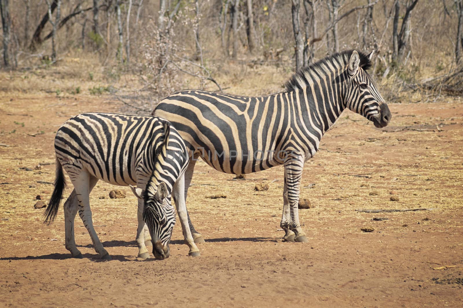 Zebras on the dry savannah looking for food by Sportactive
