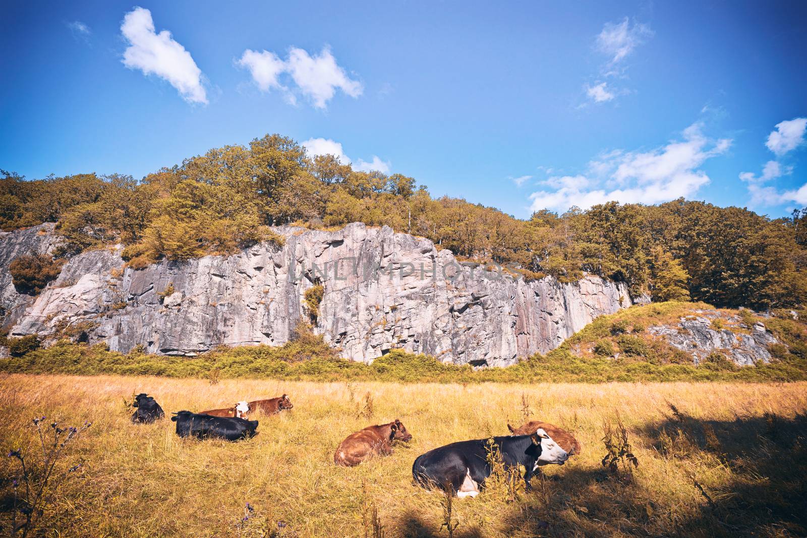 Cattle relaxing on a dry field by Sportactive