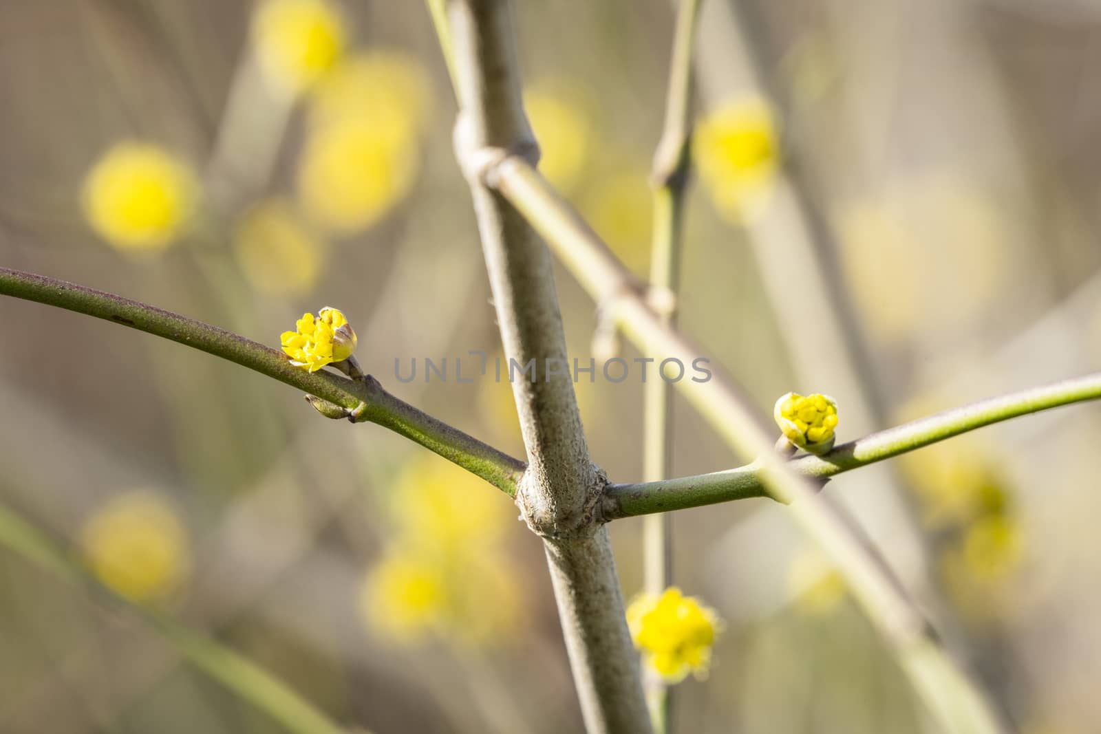 Tree blooming in the spring with yellow sprouts on a sunny day in March