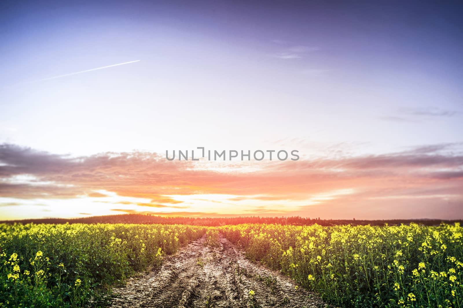 Sunset over a canola field in the summer with beautiful yellow flowers