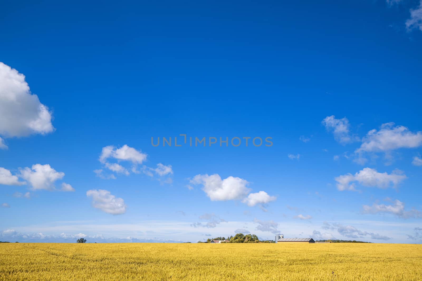 Farm in a countryside landscape with golden fields by Sportactive