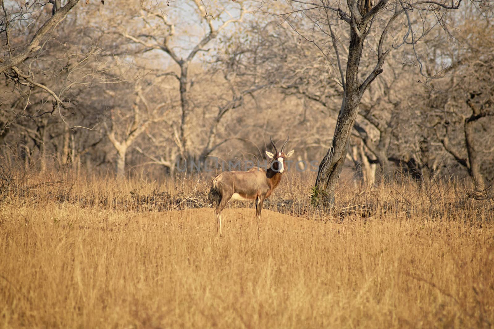 Blesbuck standing on the dry savannah by Sportactive