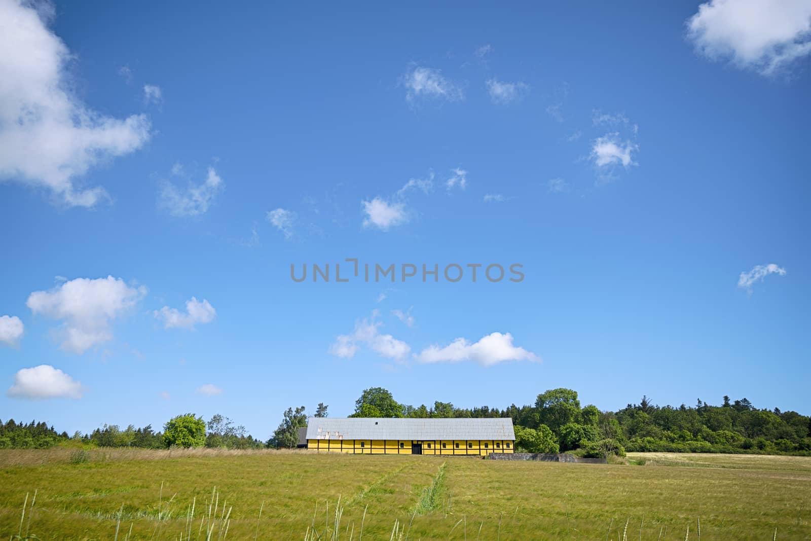 Farm in yellow colors on a green field with wheat crops in the summer 