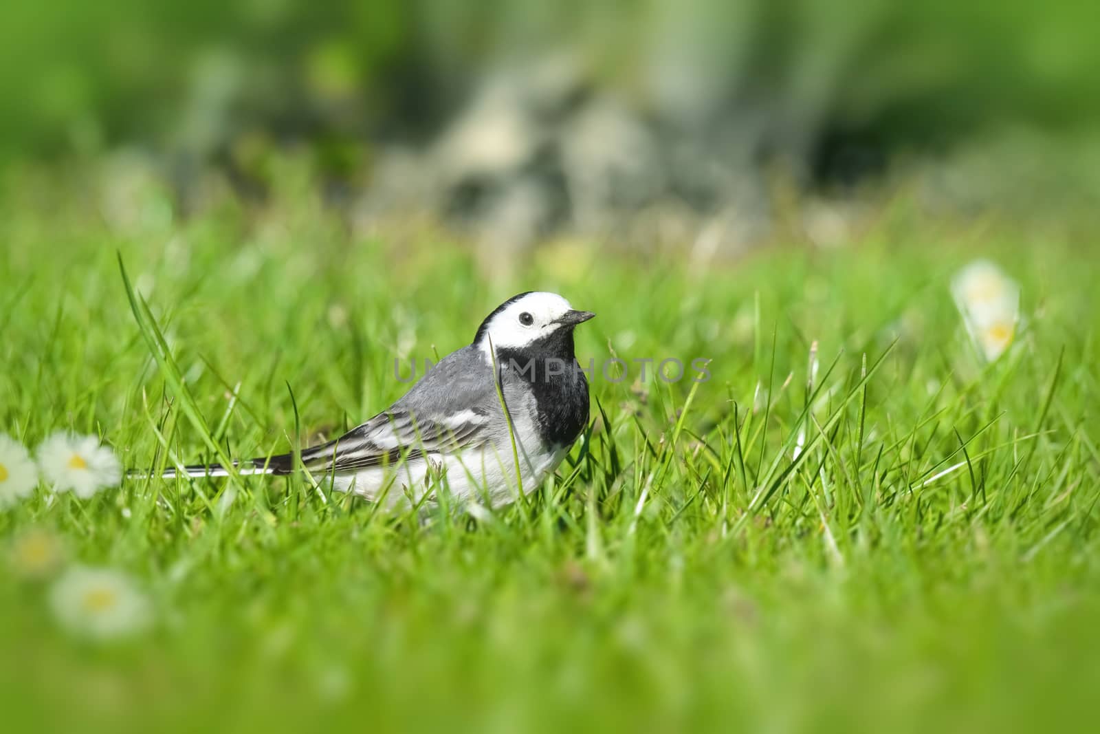 Wagtail bird on a green lawn in the spring in bright daylight