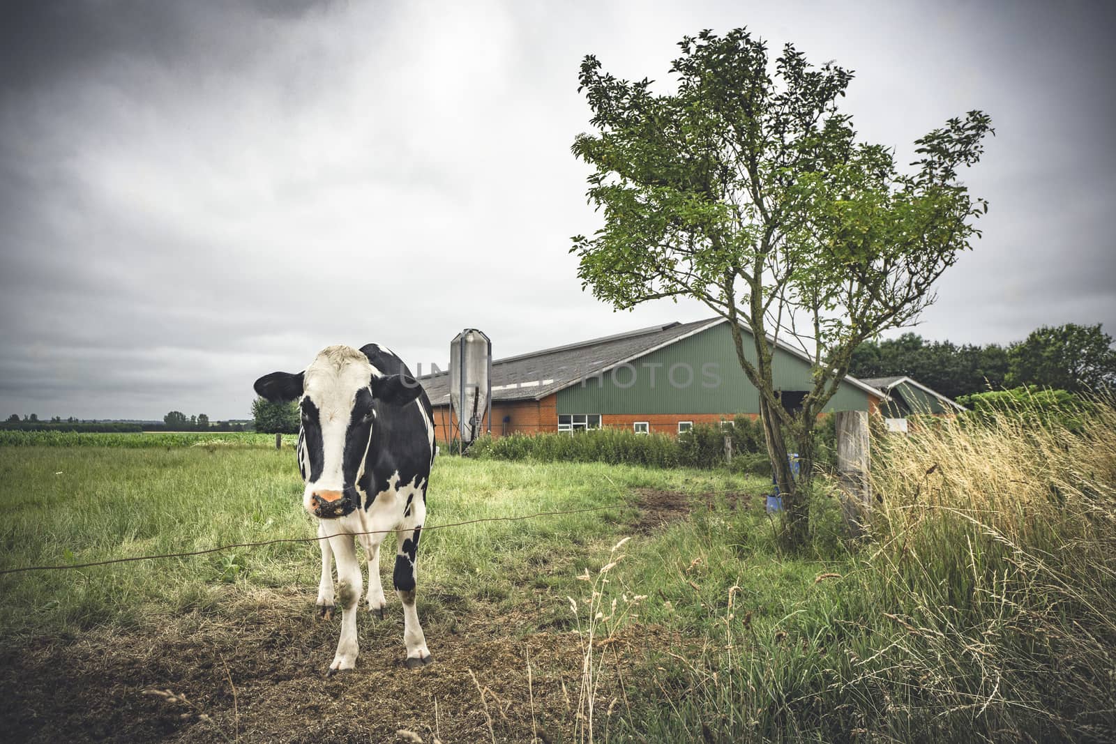 Cow standing on a field near a barn by Sportactive