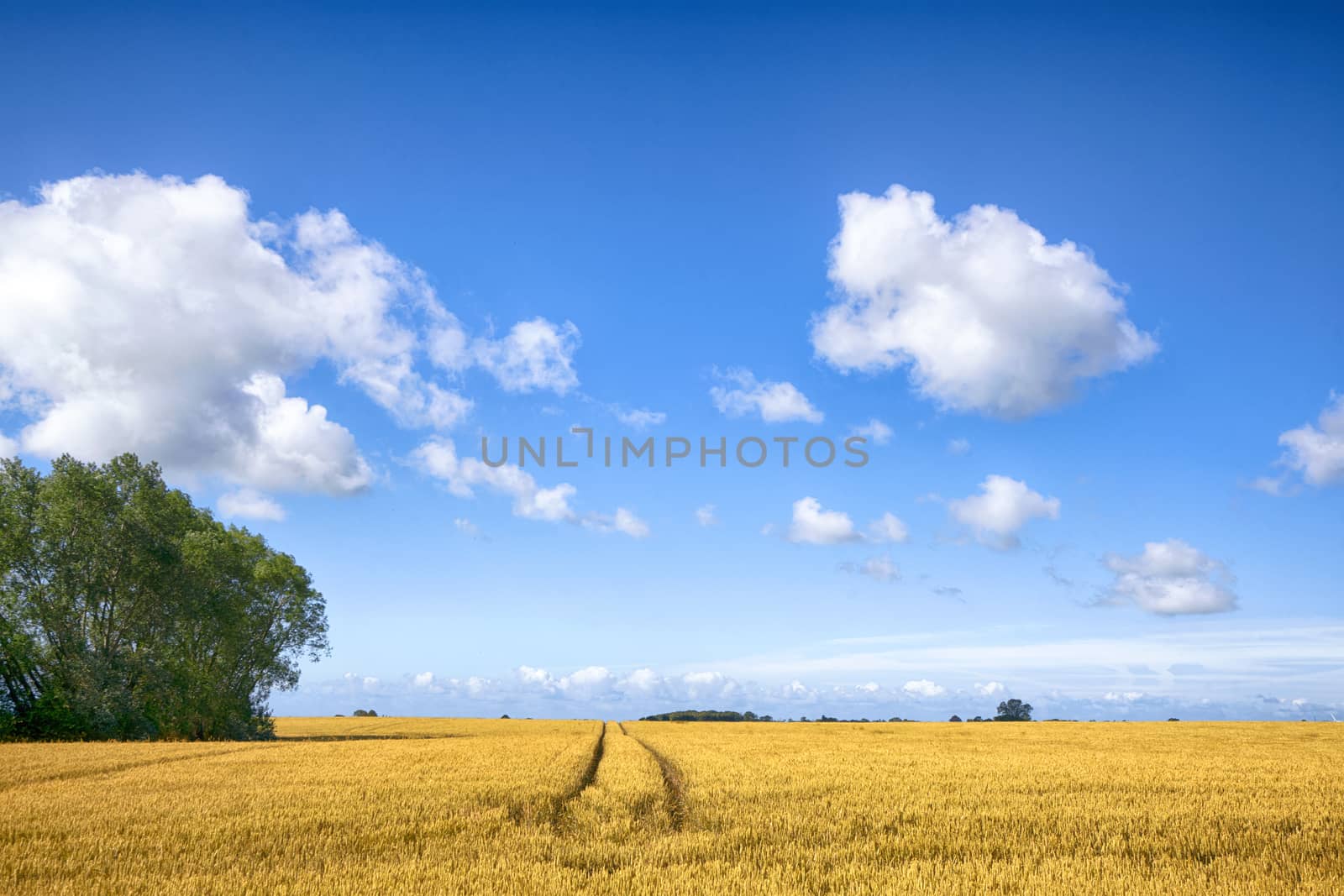 Landscape with tracks in golden fields by Sportactive