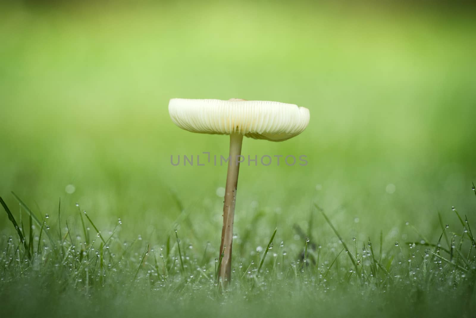 Lonely mushroom in the dew by Sportactive
