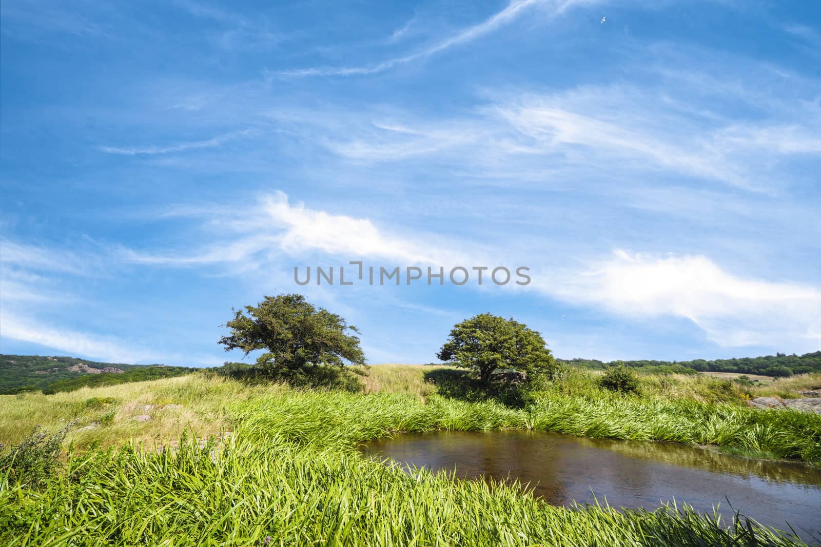 Two trees by a lake on a meadow in the summer under a colorful blue sky