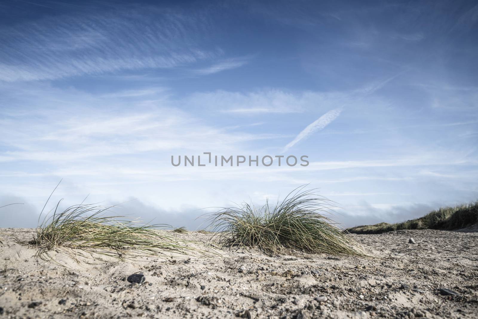 Lyme grass on a northern beach under a blue sky in the summer