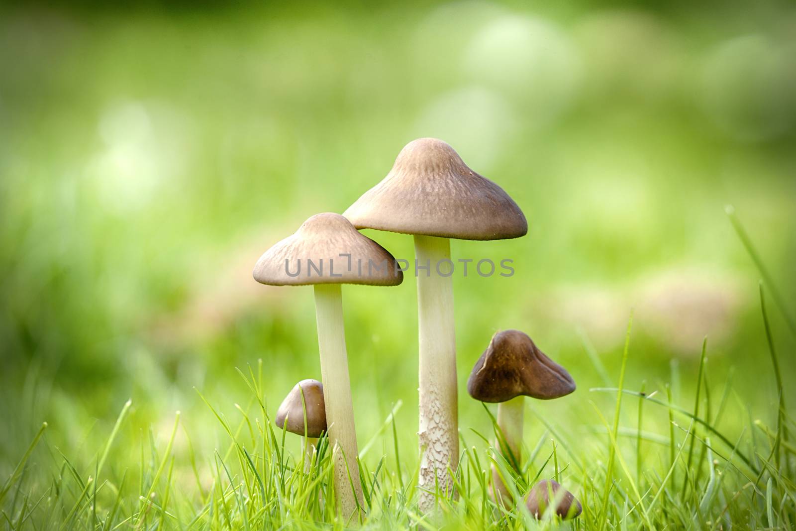 Mushrooms on a green lawn in the late summer by Sportactive