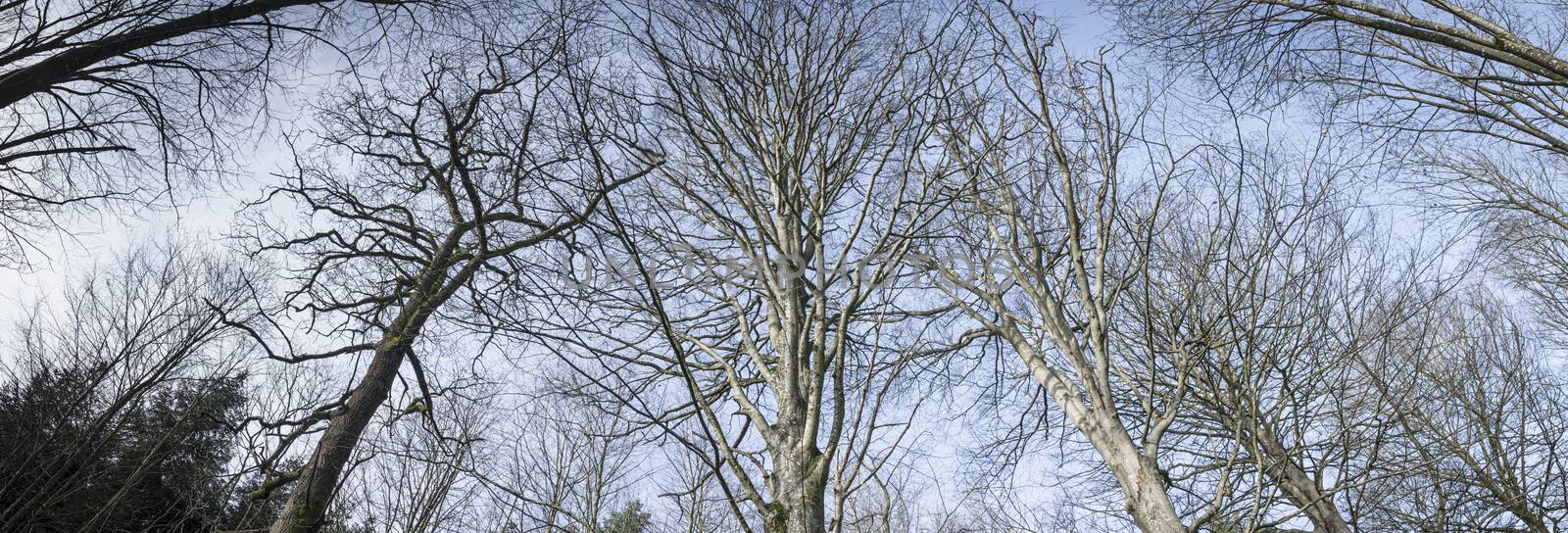 Tall trees in a panorama scene reaching for a blue sky in the fall