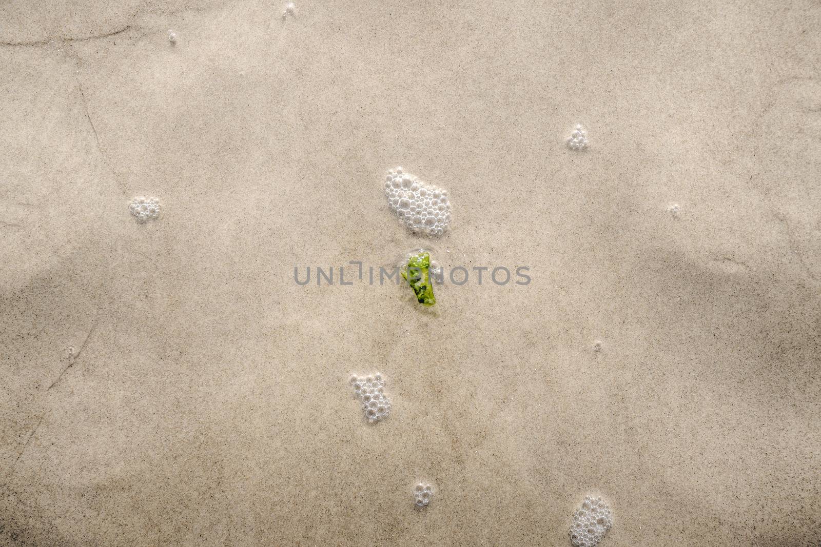 Small seaweed plant in the water on a sandy beach in green color