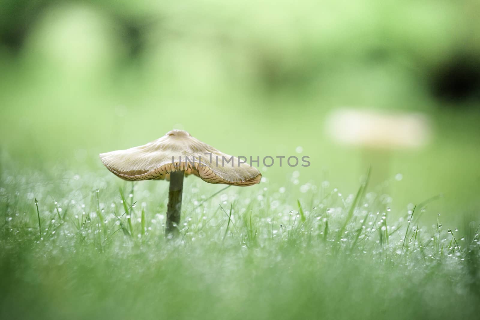 Mushroom on a green lawn in the fall with dew in the grass on an early morning