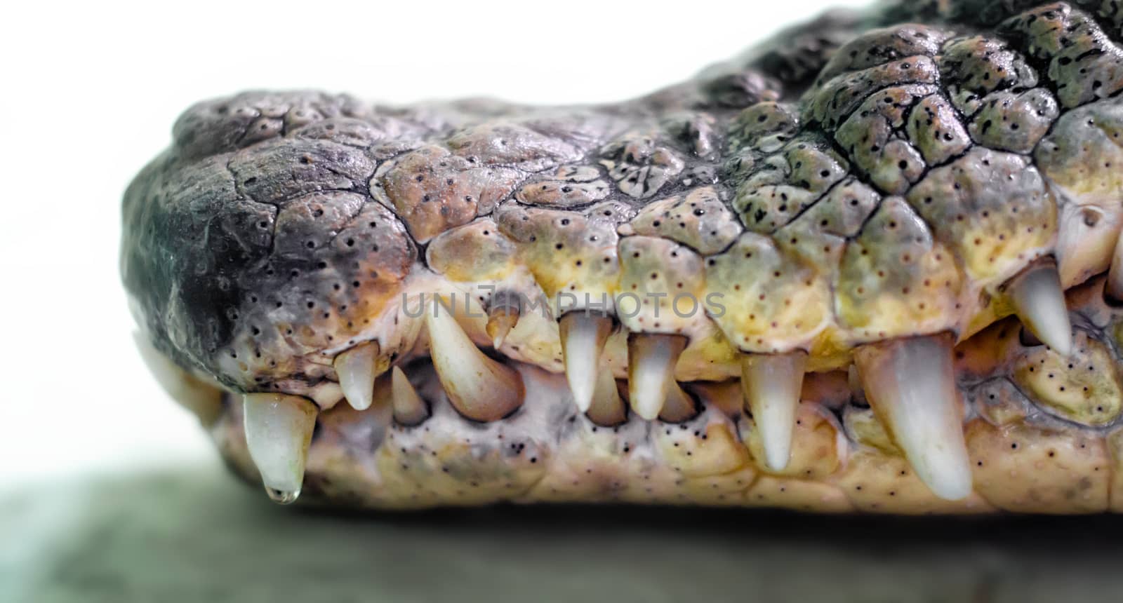 mouth of a crocodile with sharp fangs isolated close up