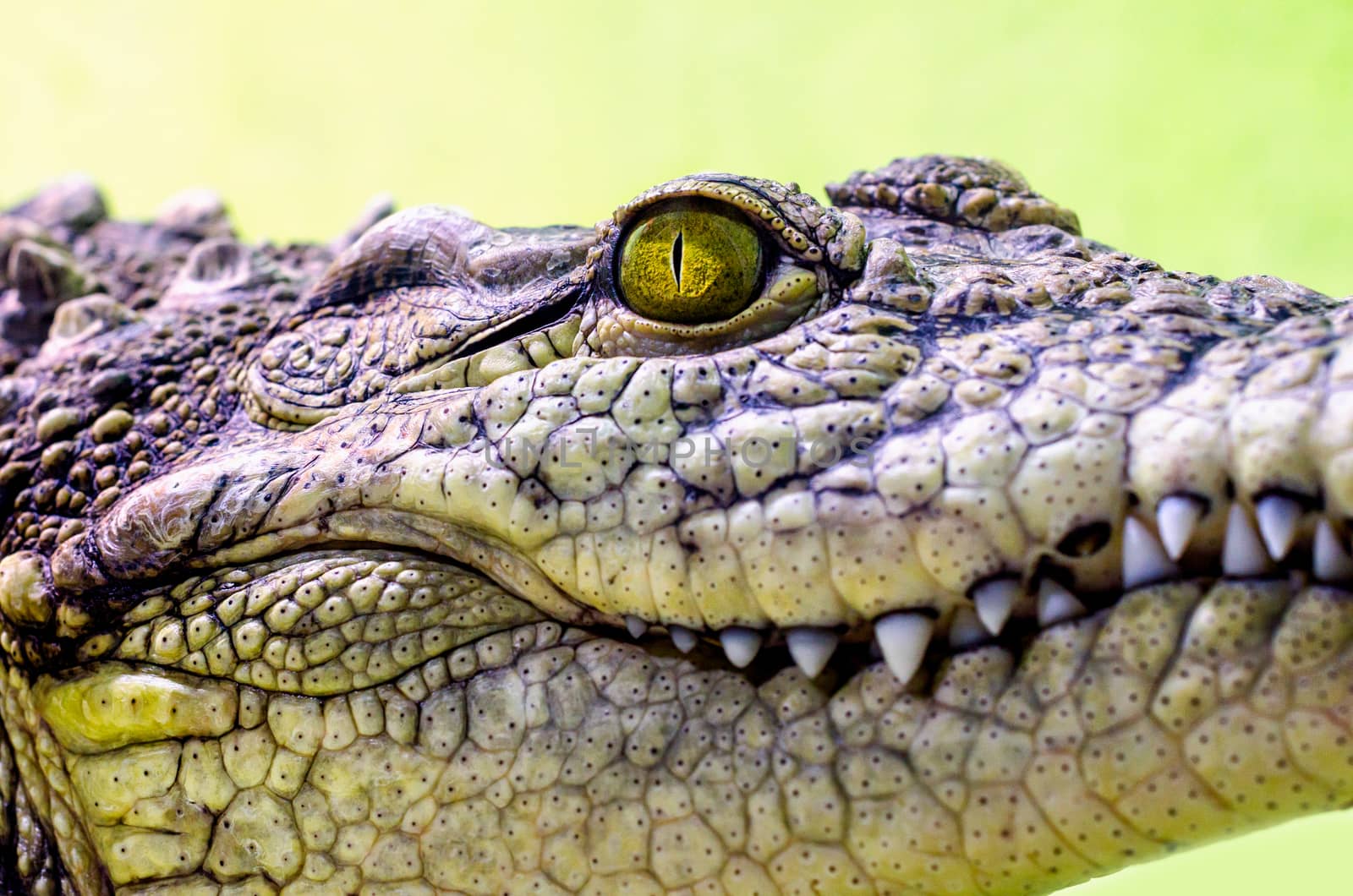 crocodile head with toothy mouth and yellow eye close up on a green background