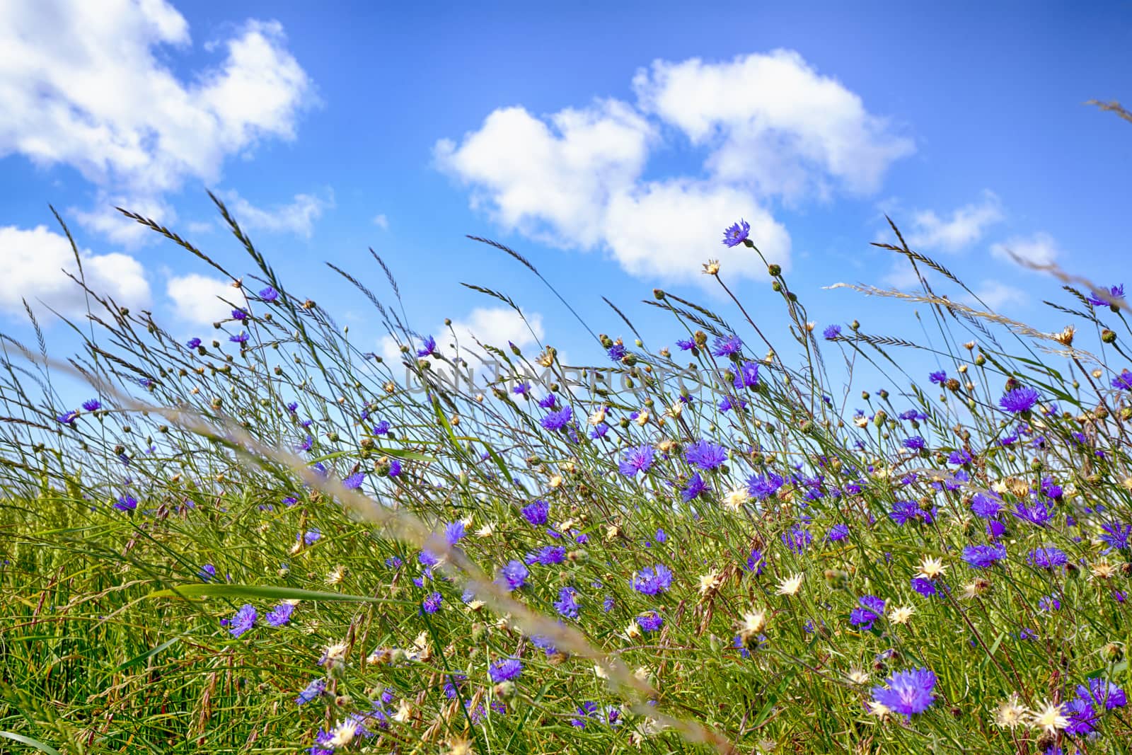 Wildflowers in rural environment in the summer with purple flowers in the sun