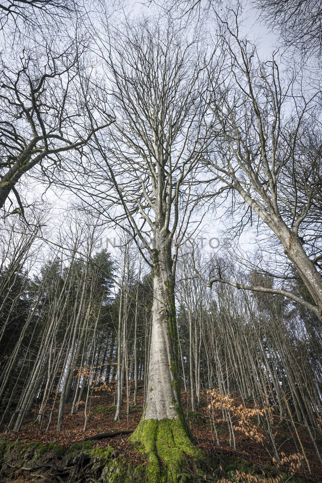 Tall tree in a forest in the fall with branches reaching for the sky