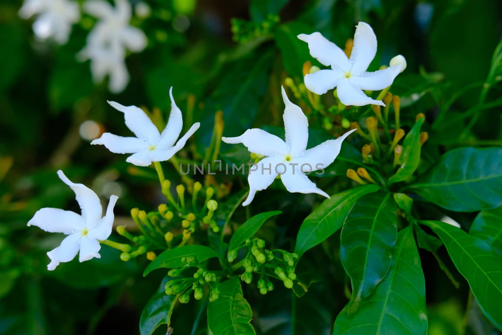 Little white flowers Wrightia religiosa blooming on green leaves Selective focus close up of Water Jasmine.