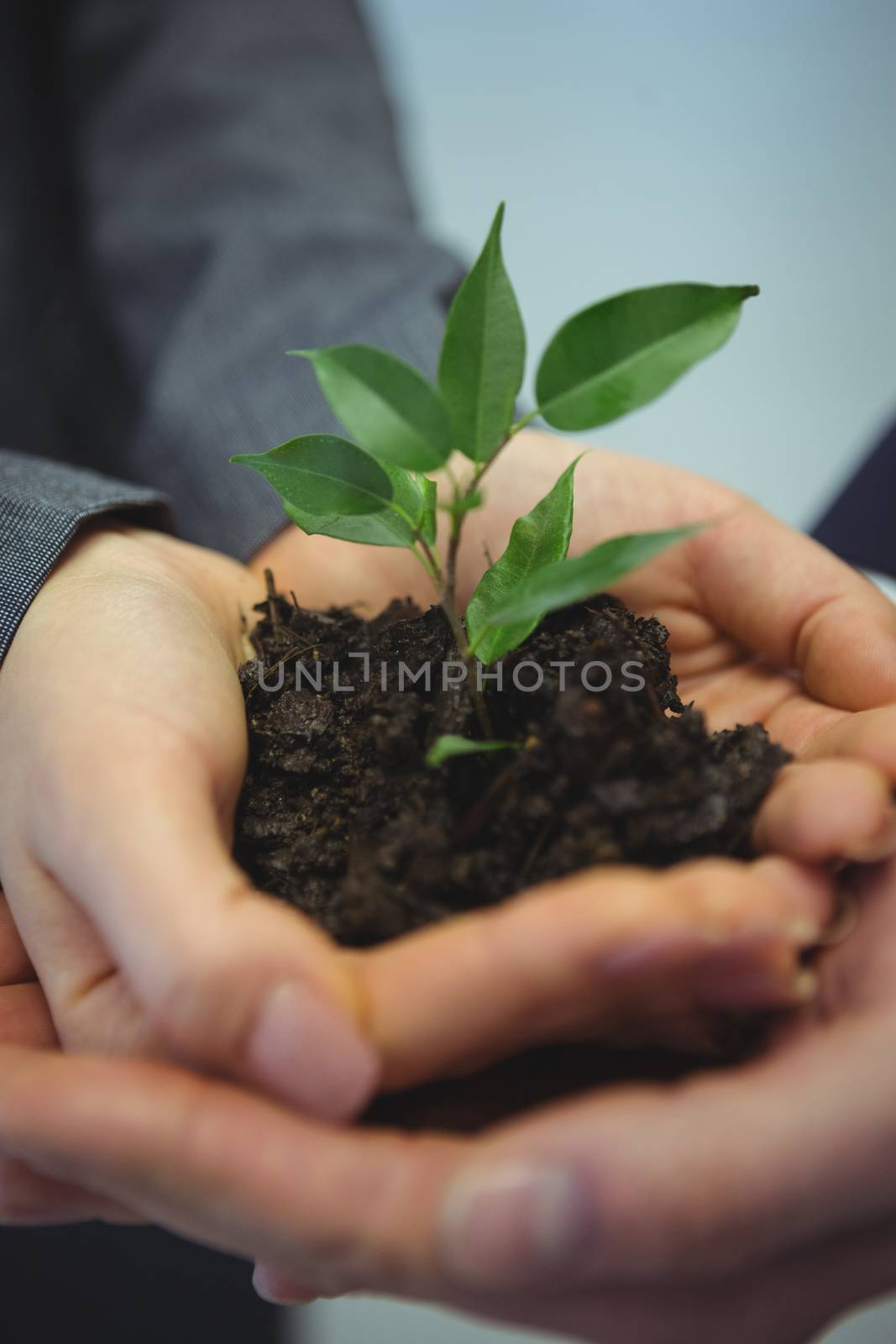 Businesspeople hand holding plant together in office