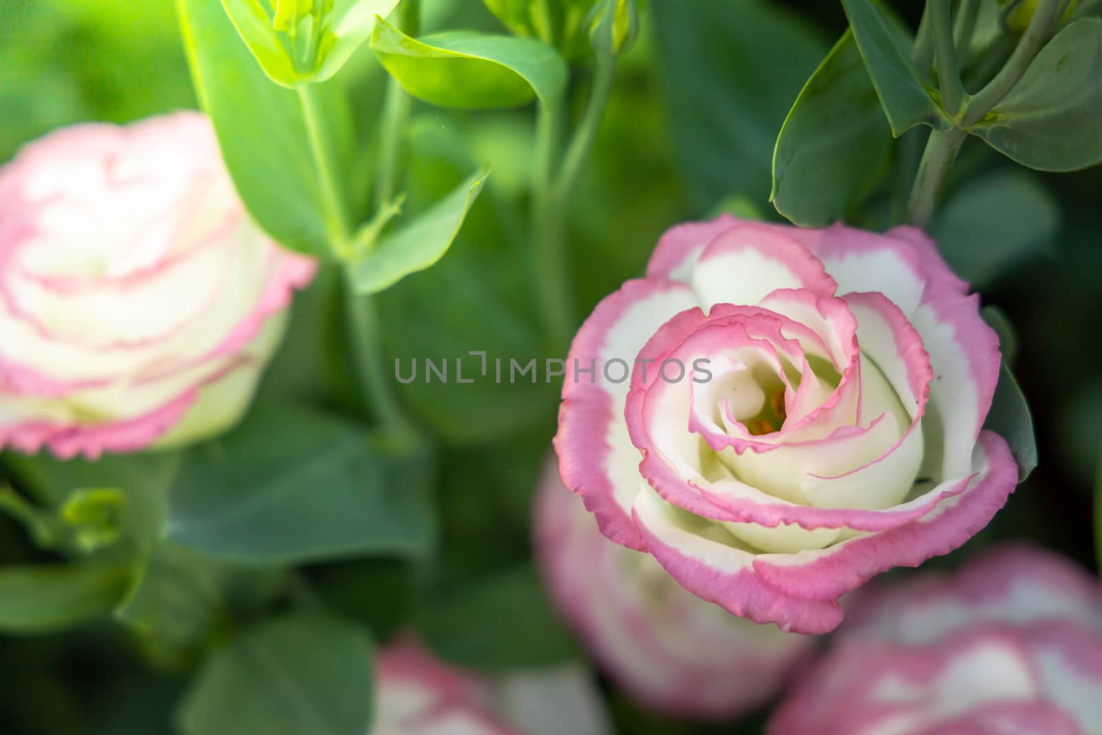 The background image of the colorful flowers, background nature